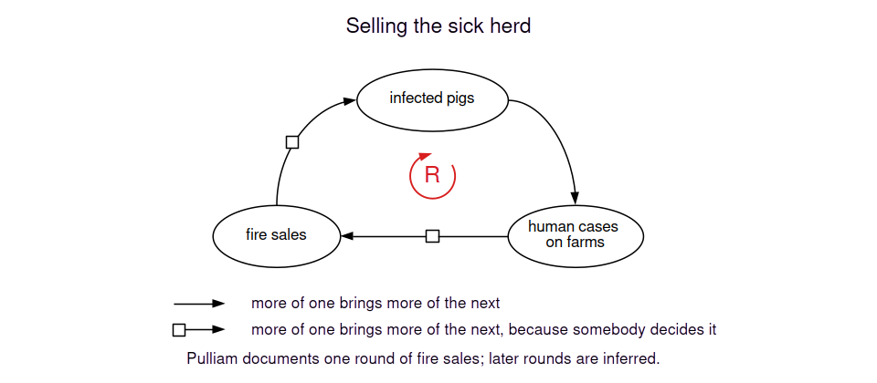 Infected pigs cause human cases. Human cases prompt fire sales of pigs, and the pigs sold carry infection to other farms.