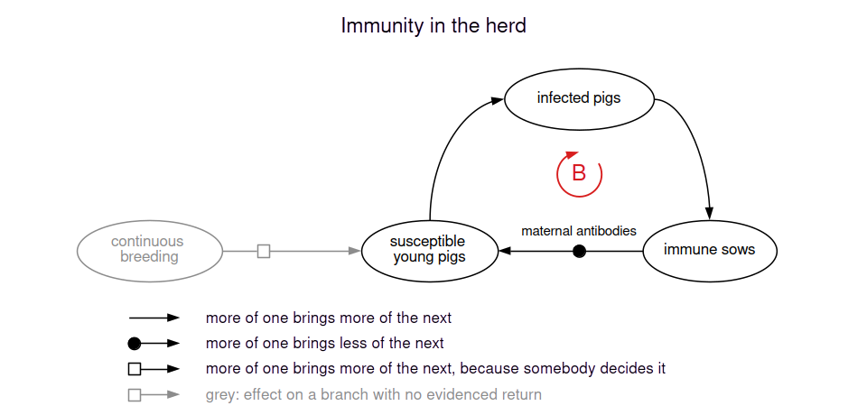 Infected pigs make immune sows. Immune sows pass antibodies to their piglets, which lowers the number of susceptible young pigs, and fewer susceptible pigs mean fewer infected pigs. Continuous breeding adds young pigs from outside the loop, which become susceptible once their mothers' antibodies wear off.