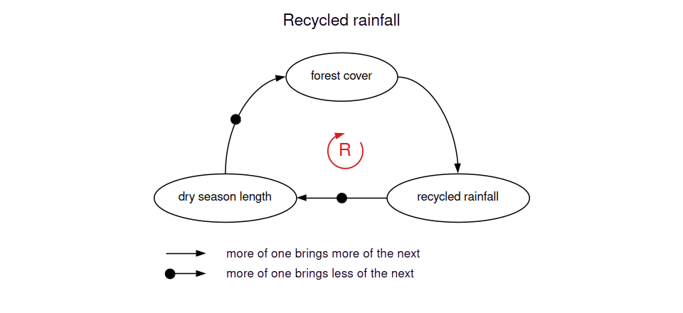 More forest cover feeds more recycled rainfall. More recycled rainfall shortens the dry season. A longer dry season removes forest cover, so the loop reinforces itself.