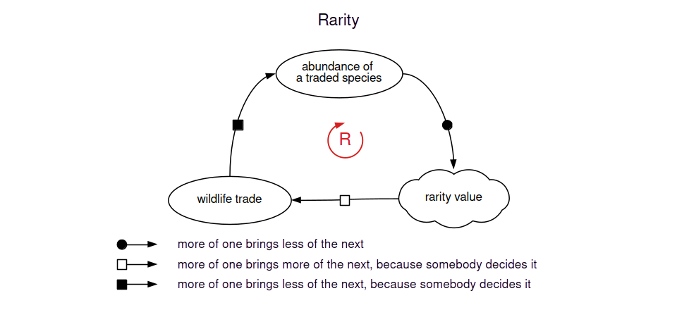 Fewer animals of a traded species left alive raises what rarity is worth. Higher rarity value draws more wildlife trade, which somebody decides. More trade leaves fewer animals again, so the loop reinforces itself.