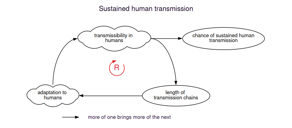 Transmissibility in humans sets the chance of sustained human transmission. It also lengthens chains of human cases, longer chains give the pathogen more chances to adapt, and adaptation raises transmissibility again.